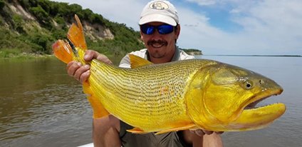 南美洲亚马逊黄金河虎,南美黄金河虎鱼