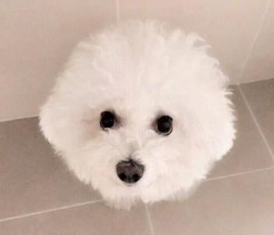 比熊犬吃东西,比熊犬缺乏微量元素吃什么