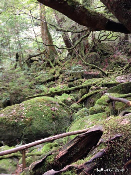 日本的世界遗产一览表,日本世界遗产共有多少项