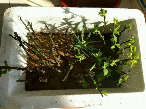 冬天能扦插蟹爪兰放室内还是室外,这4种花现在扦插最容易生根杀菌