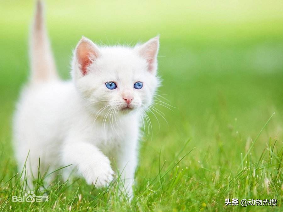 英国短毛猫有哪几种品种,你见过这样的英国短毛猫吗