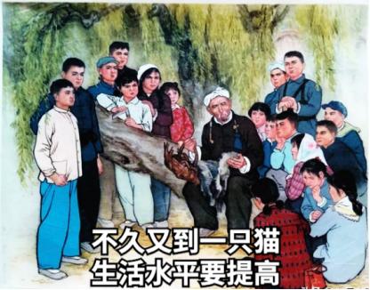 祺鑫养猫实录,穷人养猫实录