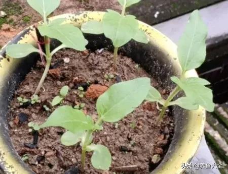 种植向日葵人工授粉怎样操作,春天来了播种向日葵