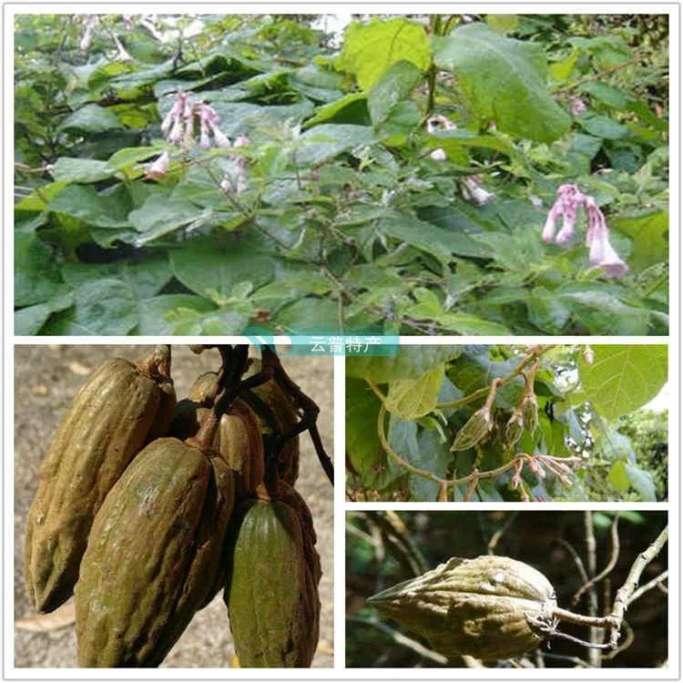 云南不一样的野味