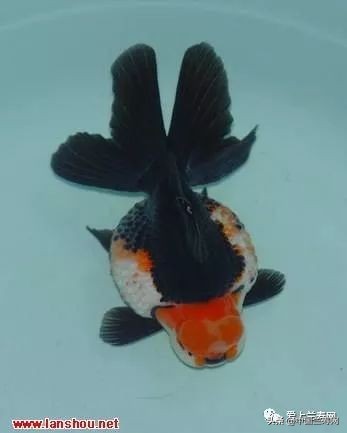 国宝级皇冠珍珠金鱼视频,皇冠珍珠金鱼视频