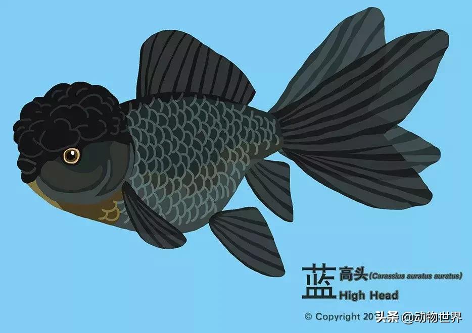 金鱼大体型的品种,金鱼品种介绍之龙睛高头