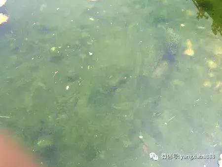 消灭青苔最简单的办法,有什么办法可以快速去掉青苔