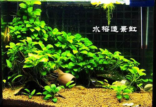 阴性水草的造景方法,100公分阴性水草造景作品