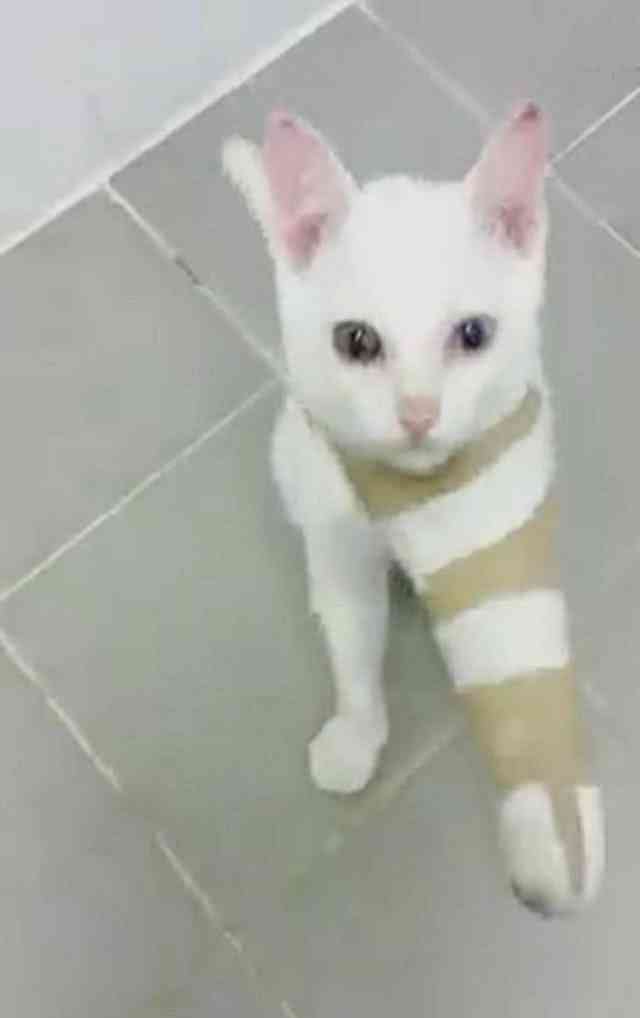 猫咪爪子被烫了怎么办,猫咪爪子被割伤怎么处理