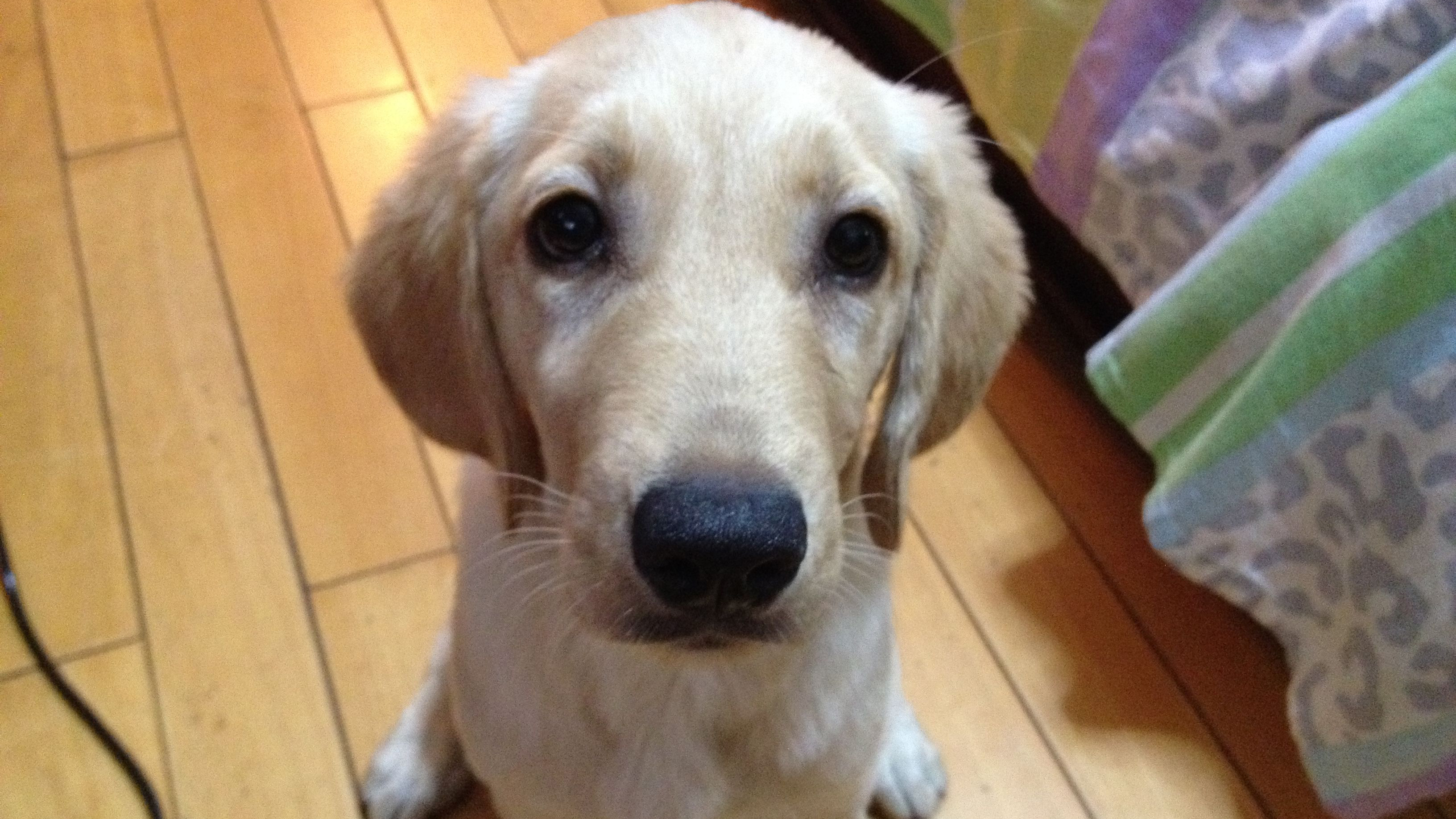 狗狗翻垃圾桶怎么处罚责骂都没用,其实解决方法很简单