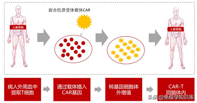 免疫细胞疗法疑问,免疫细胞治疗的真实感受