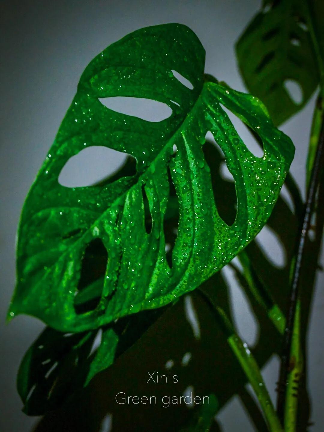 没花园怎么种花？从东北到广东，4位大神在室内种出植物园，绝美