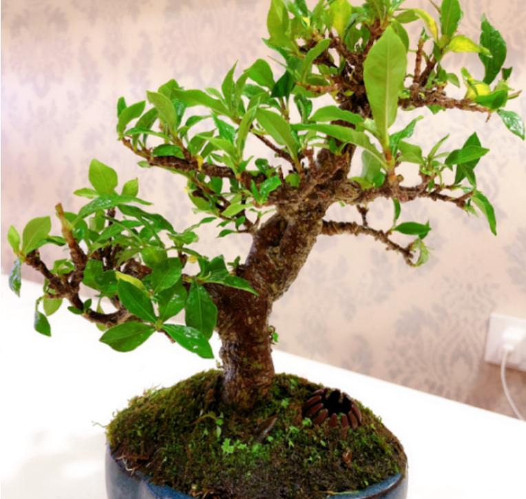 修剪的基本方法有什么,修剪技巧