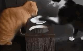 猫圈玄学,十橘九渣