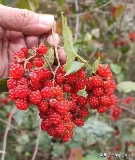 国内好吃的热带水果有哪些,小众水果推荐