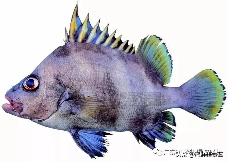 这5种淡水鱼值得多吃,中国最好吃的鱼类排行榜