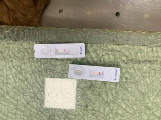 狗买回家没事过几天测出细小,狗狗死了还能测出细小犬瘟吗