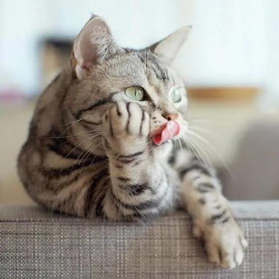 猫与女人相似之处,猫像女人