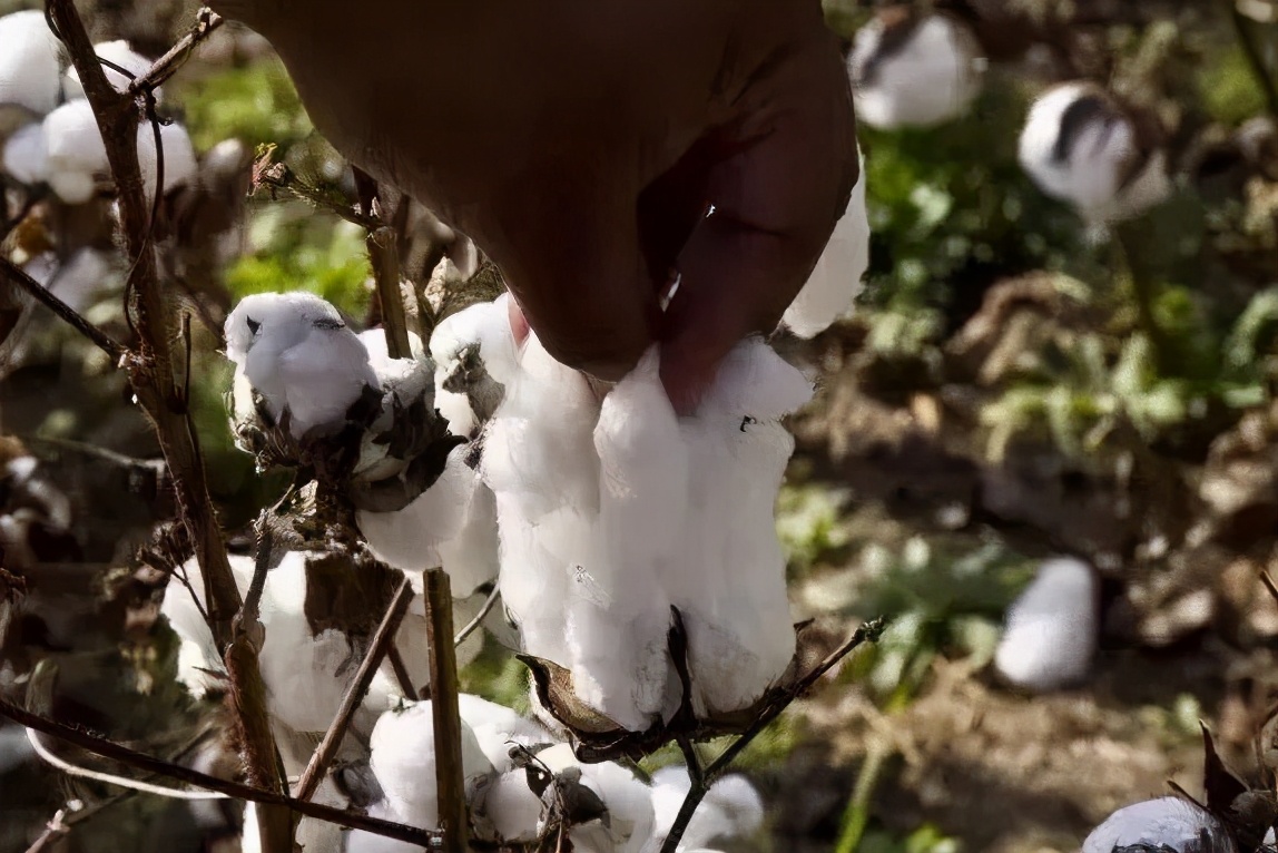 地球上最好的岛屿,世界上最好的棉花是什么棉