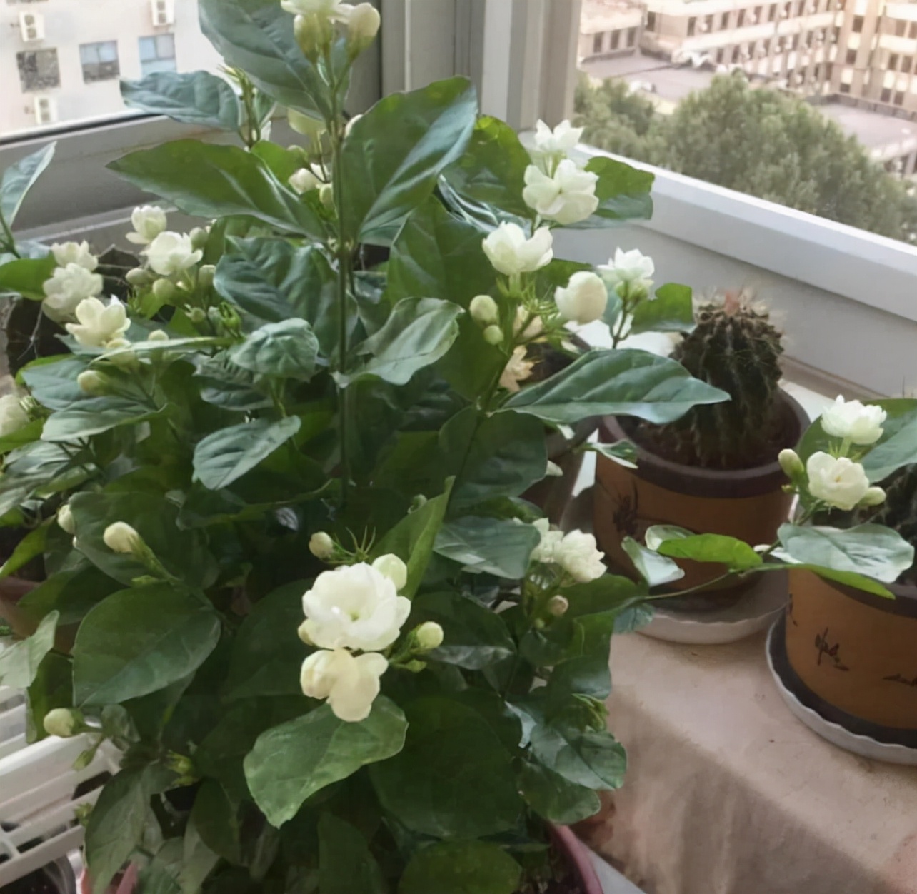 人养花花养人下句,什么花好养活又好看还可以吃的