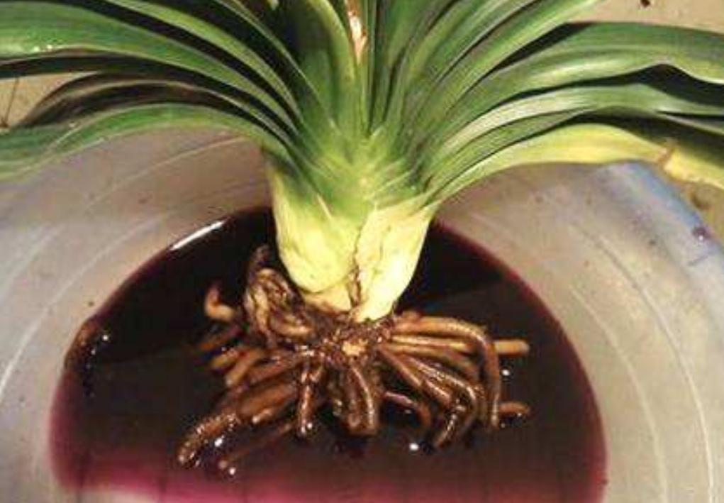 君子兰什么时候适合换盆怎么换盆,君子兰换盆期的正确养护方法