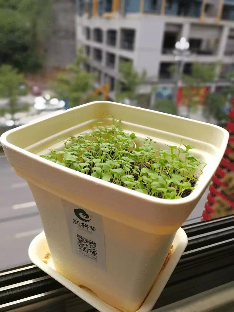 盆栽蔬菜与无土栽培的区别在哪里,盆栽蔬菜基质技术有哪些