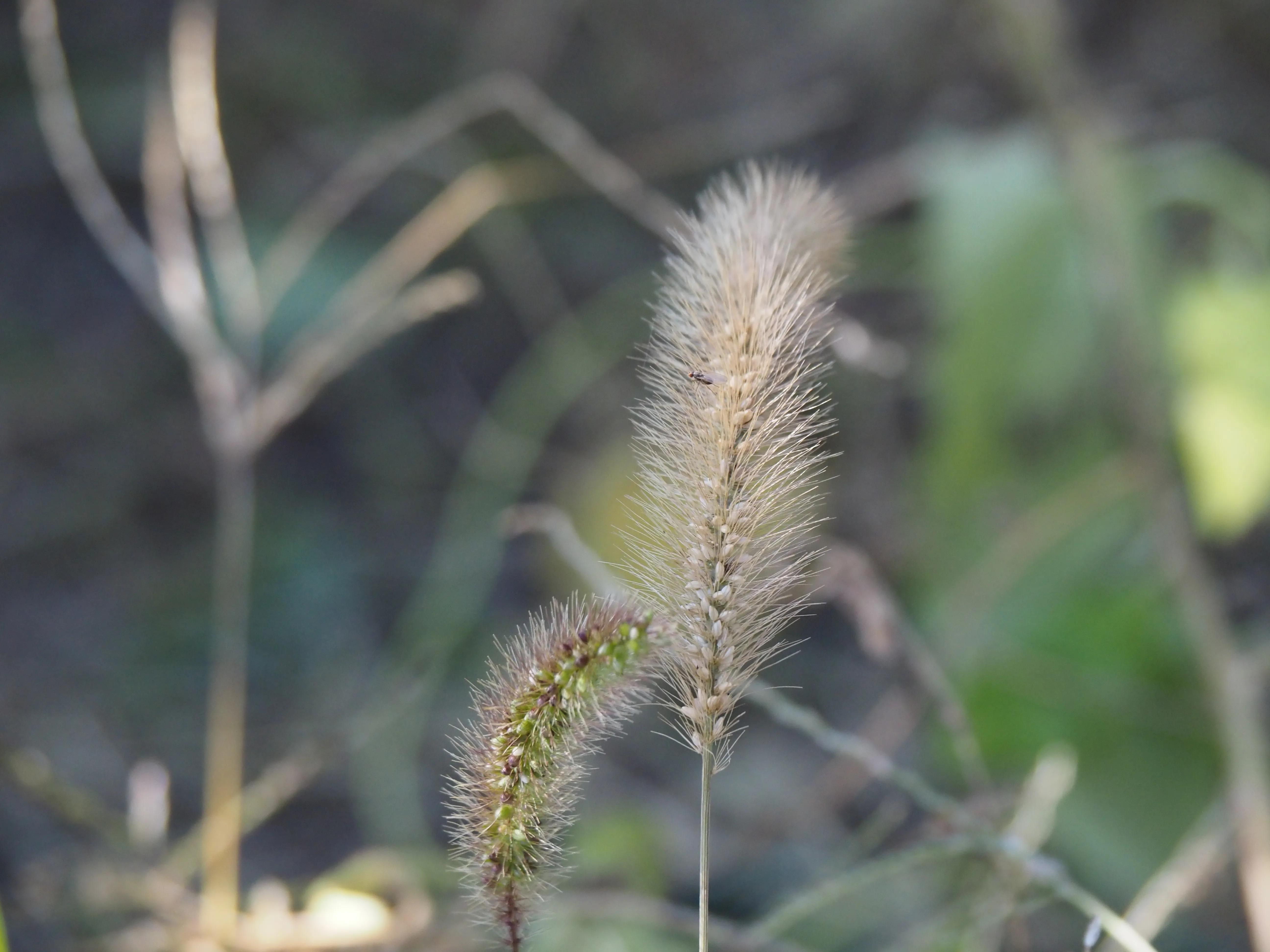 奥林巴斯e-m104代微单相机,奥林巴斯e-m10四代相机开箱