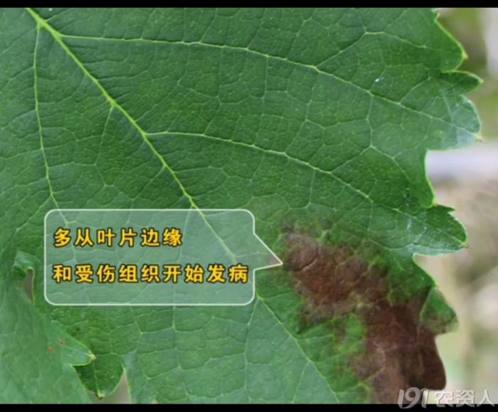 葡萄8月管理,葡萄八月的霜霉防治