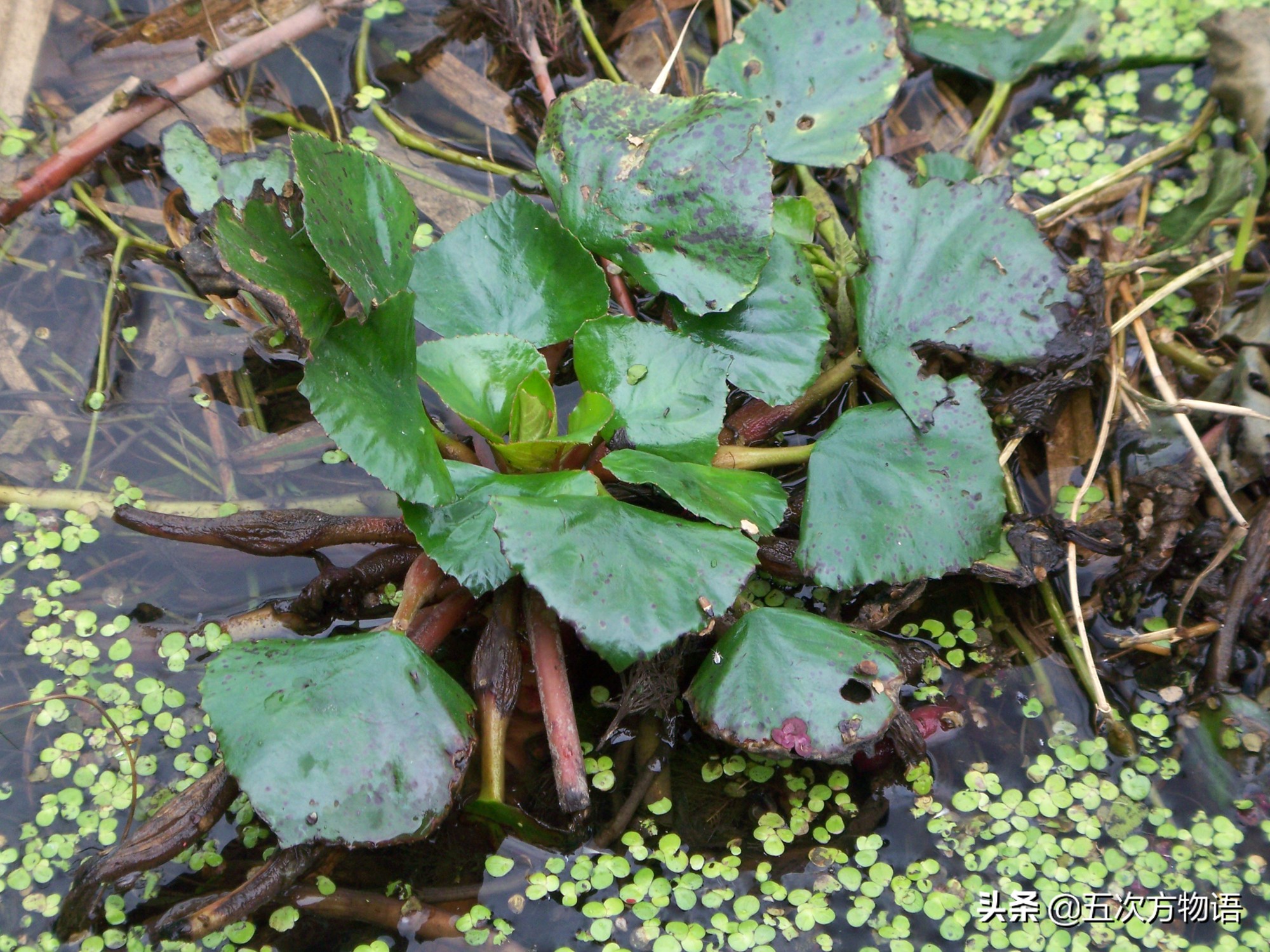 吃过菱角，却不知道菱角梗更好吃