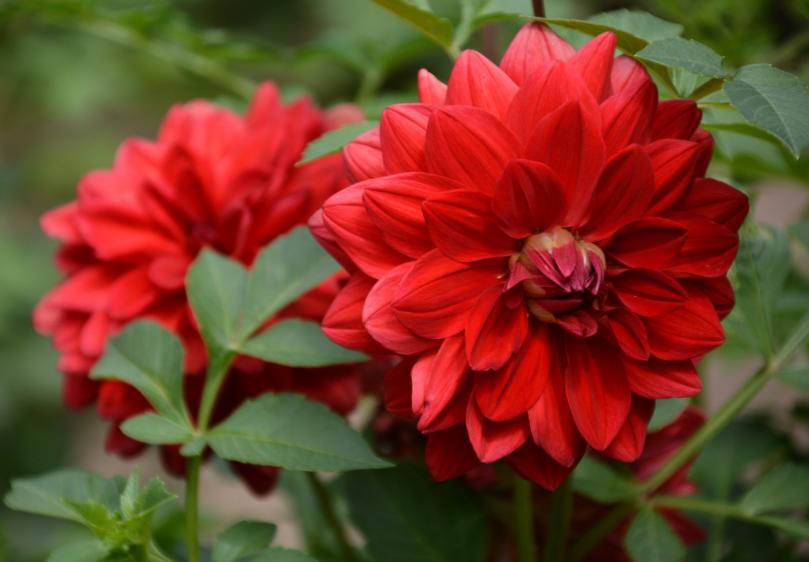 养好花要记住5个字,特大大丽花带花苞怎么养