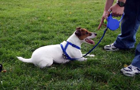 狗狗电项圈训练方法,训练狗狗叫的方法