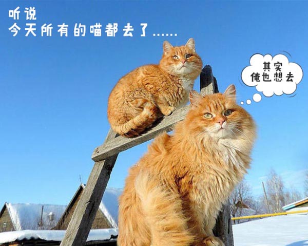圣诞节的喵星人霸气又略萌,猫奴必看!又骗我养猫?