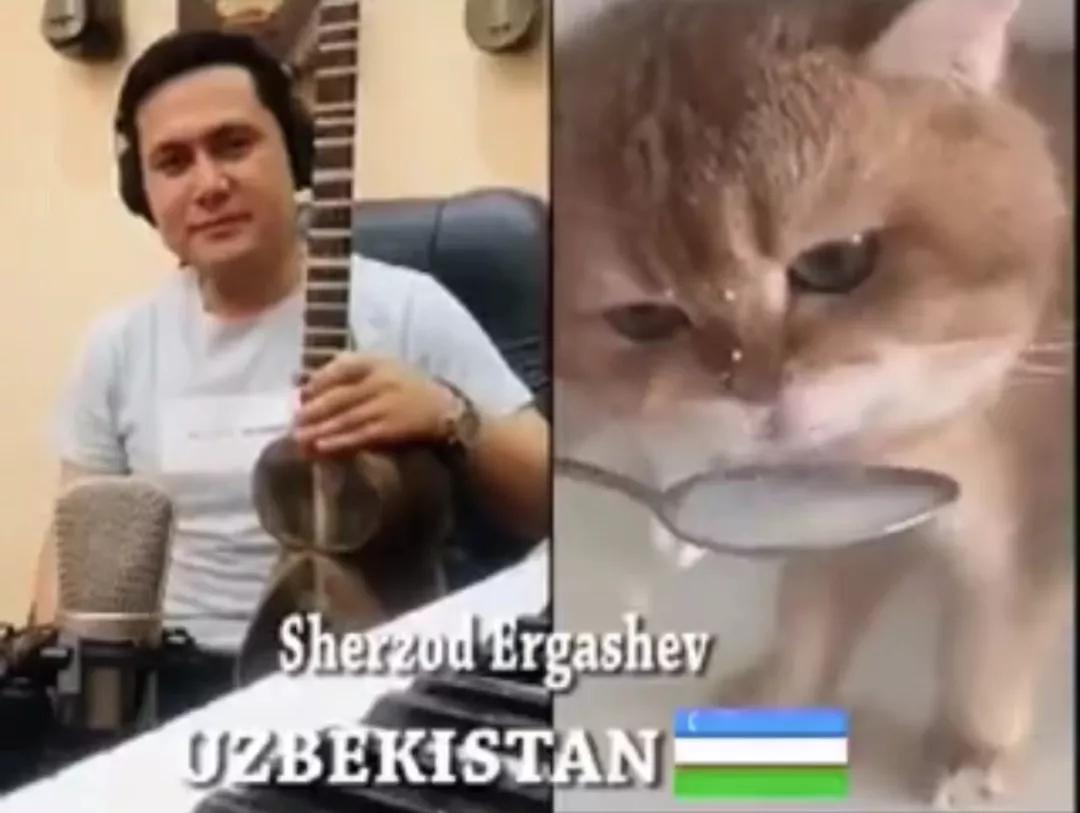 漂亮小奶猫喝奶,4只小奶猫吃豪华大餐