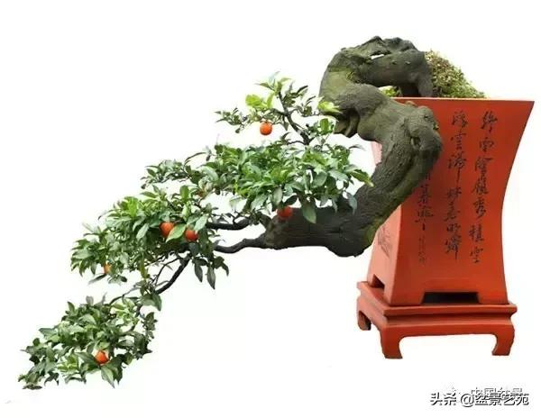 回旋飘枝盆景,带飘枝的室外盆景