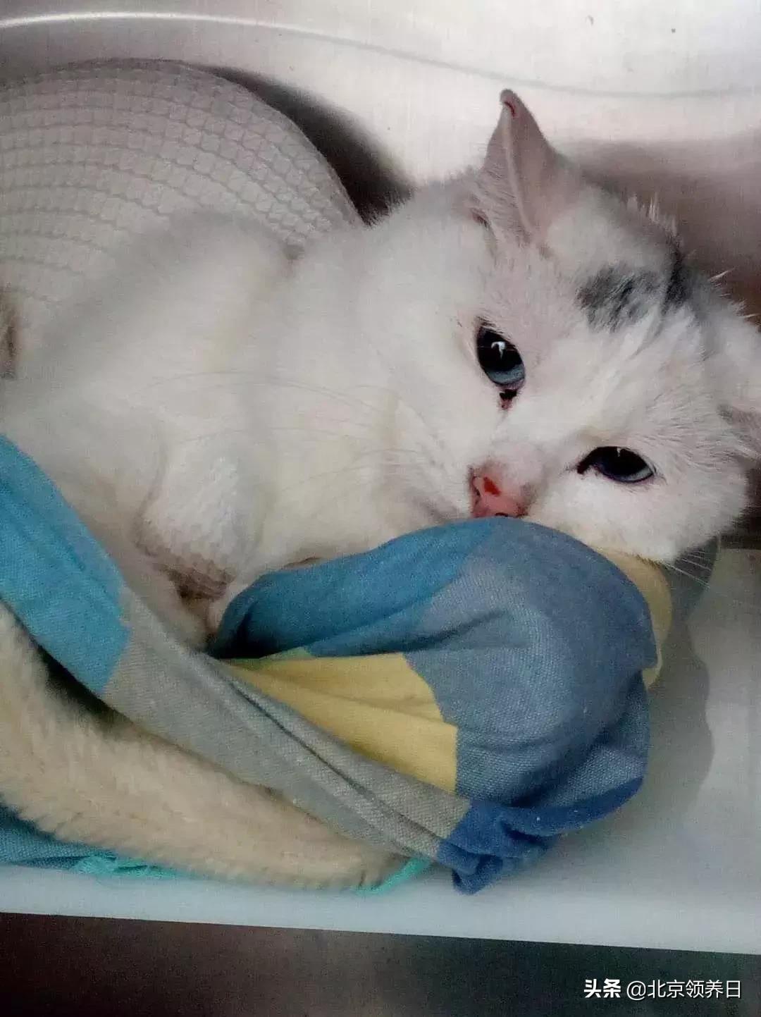 喵星人第二季,喵星人第2季免费观看