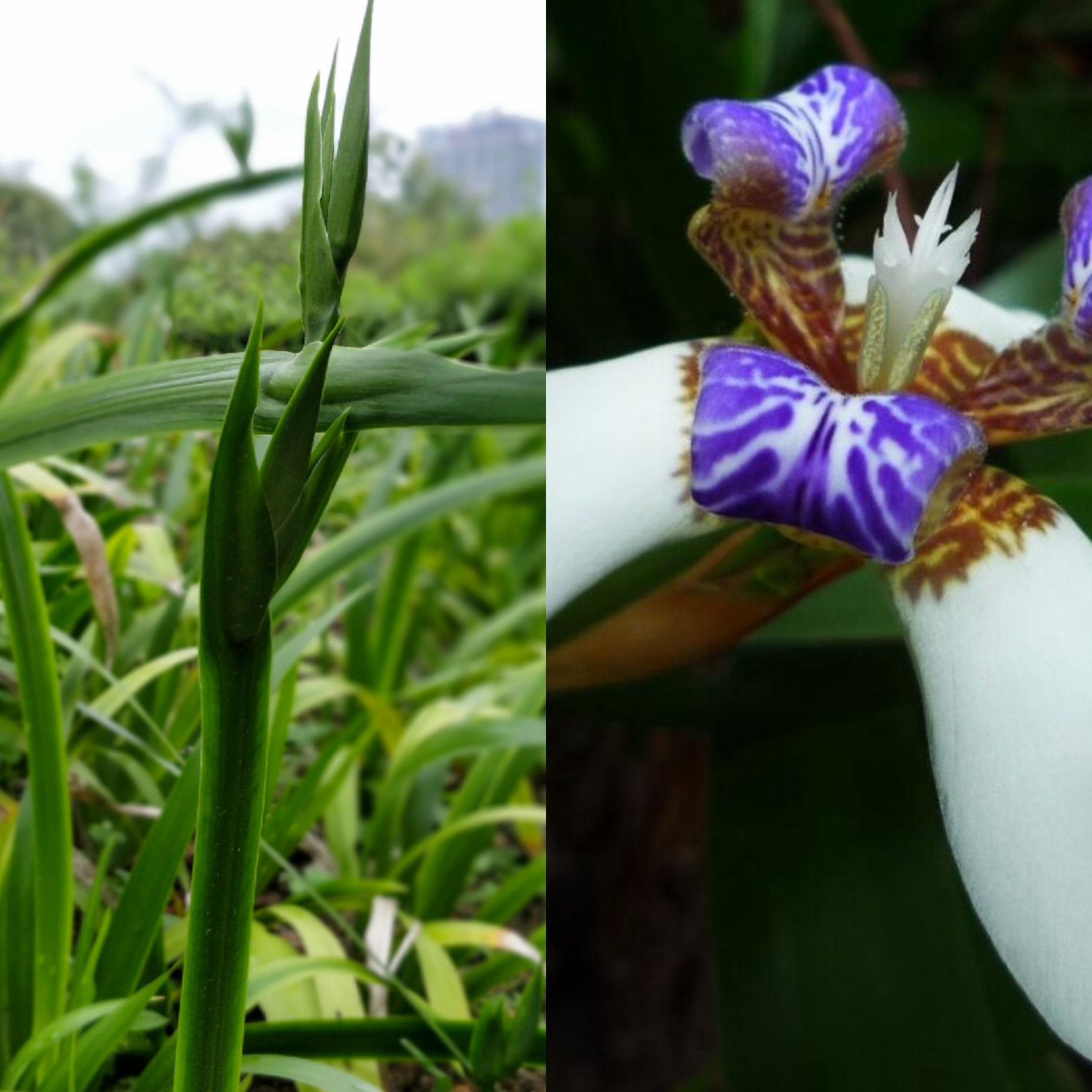 深圳海上田园一日游,深圳宝安海上田园风景