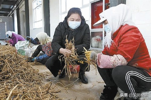来自大草原的特产,好的中草药远销国外