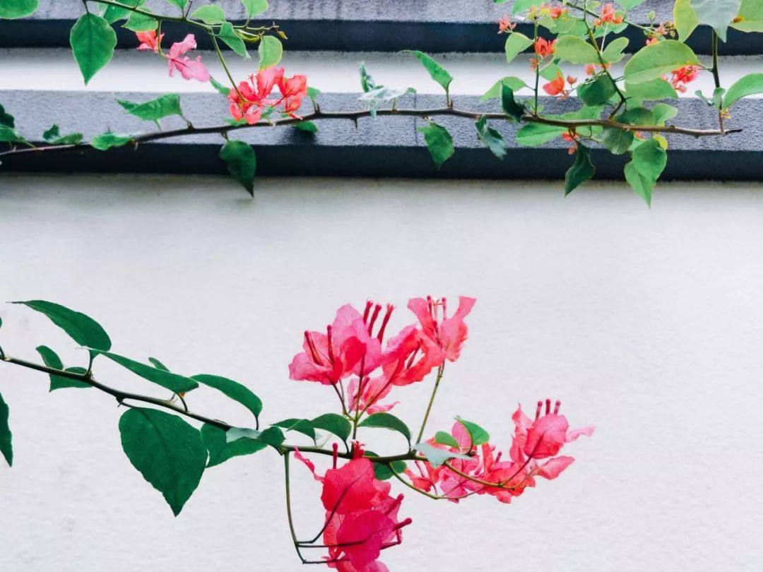 三角梅长蚜虫用哪种吡虫啉,三角梅有蚜虫用除虫剂几天喷一次