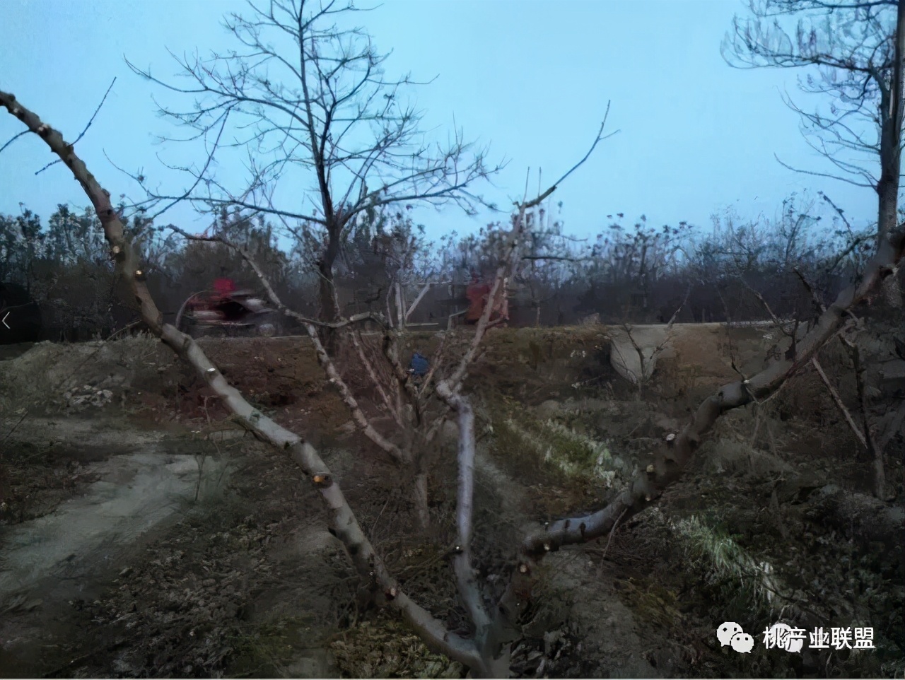 桃树长放修剪好、还是短截修剪好?