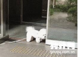 比熊犬什么发型好看,比熊犬好看的发型