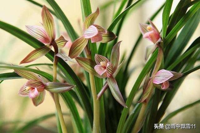 兰花浇水过多和缺水叶尖区别,兰花脱水怎么补救