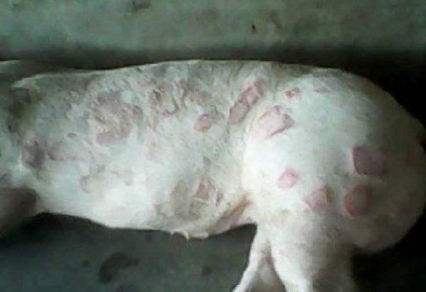 猪丹毒最强的克星,猪丹毒能治好吗