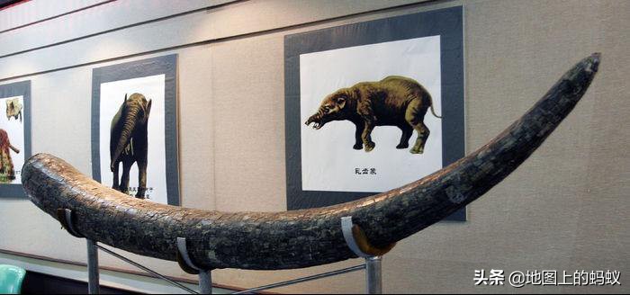 徐州最大象牙化石,亚洲象牙化石之王