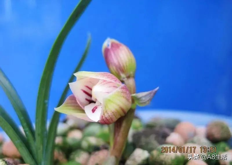 春兰姜氏荷兰名品欣赏,姜氏荷兰花春兰