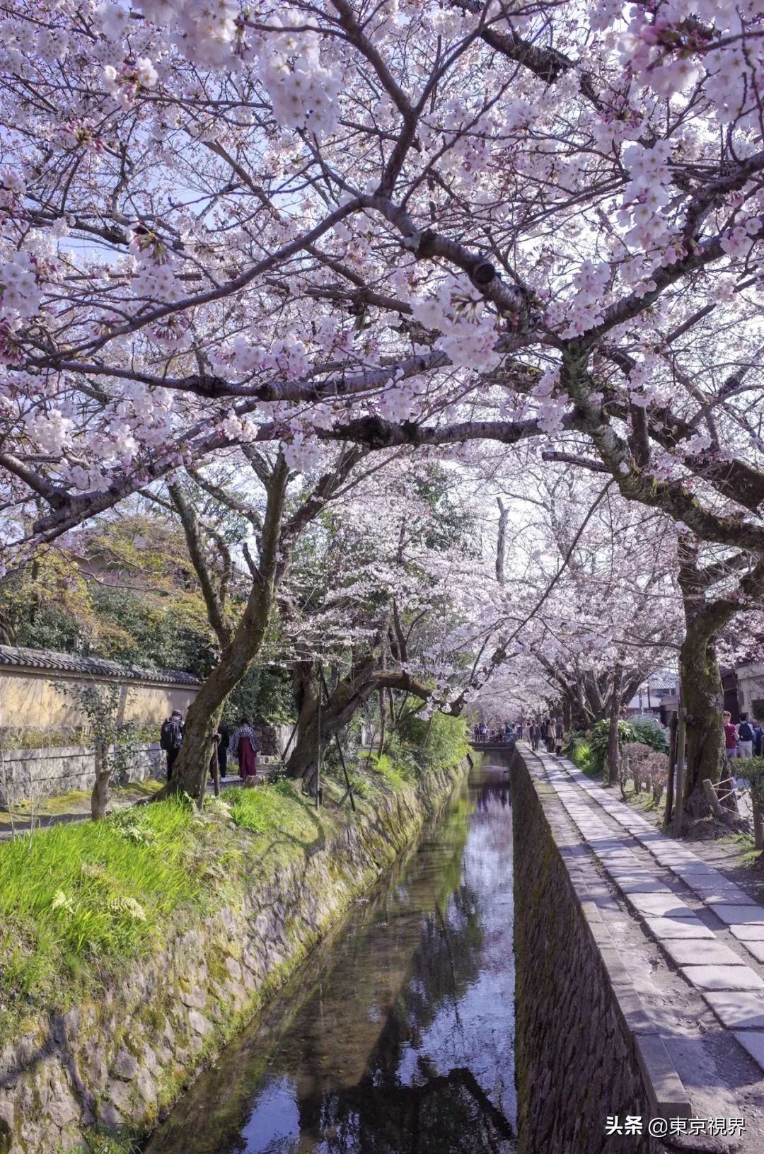 我在京都，攒下一整个春日的绝美樱色送给你。