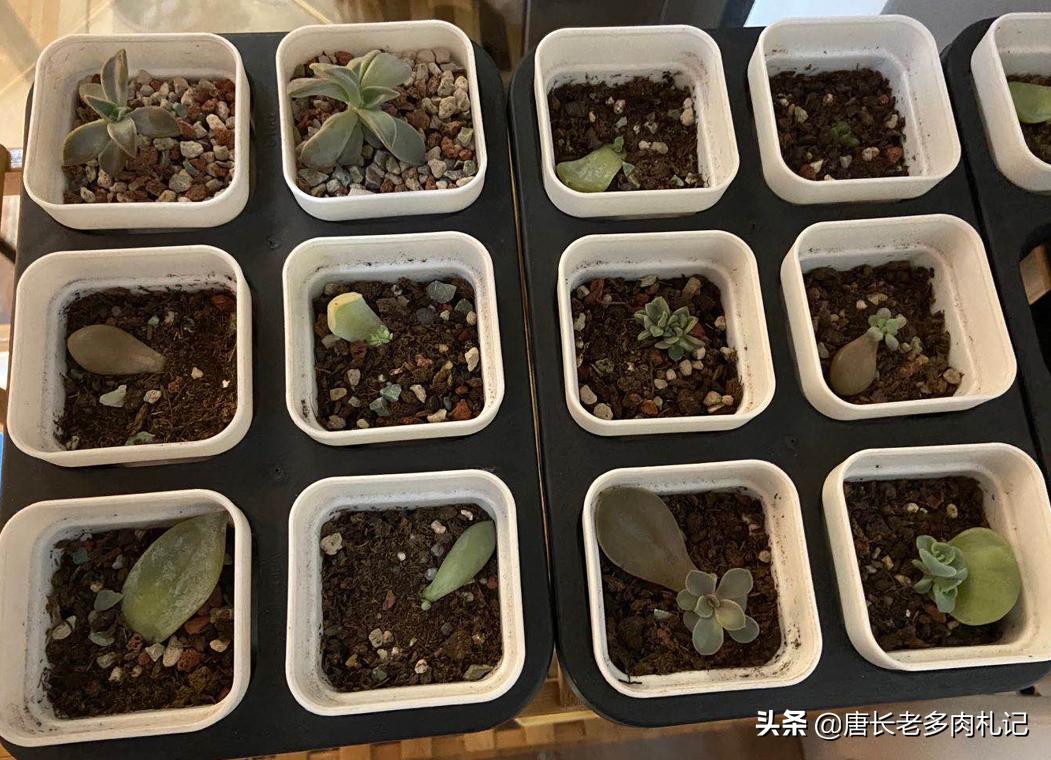 多肉养的不粗壮怎么办,多肉植物光照不足怎么养