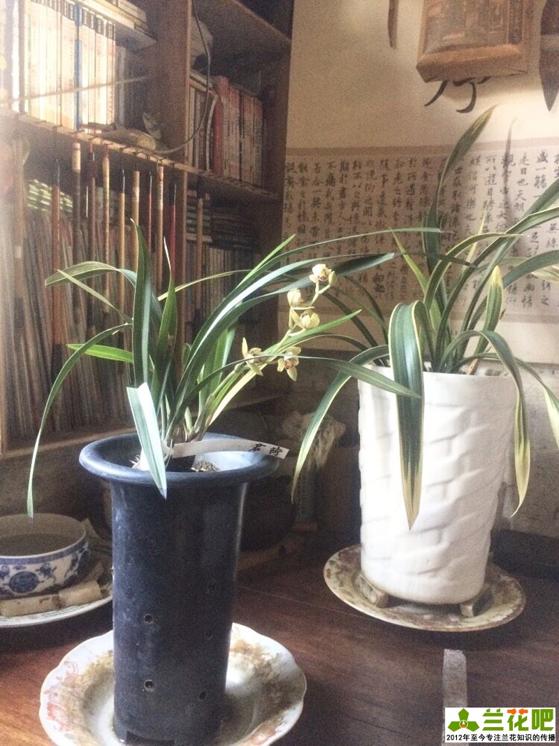 兰花浇水为了达到“润”，在3种花盆上，分享我走的弯路