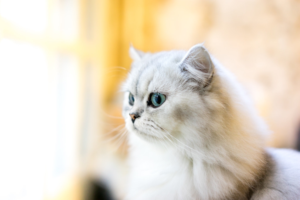 温顺的猫猫,猫是一种很调皮的宠物