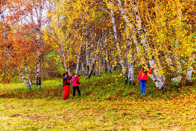 秋季最美的白桦林风景,坝上草原白桦林秋色图片