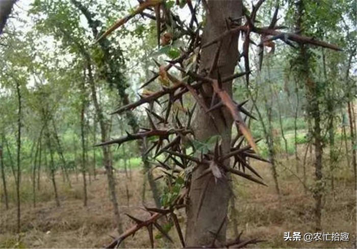 曾在农村常见,30年前被大量砍伐,今一斤260元,受女人喜爱